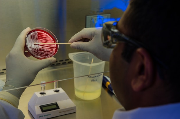 a scientist swabbing a petri dish