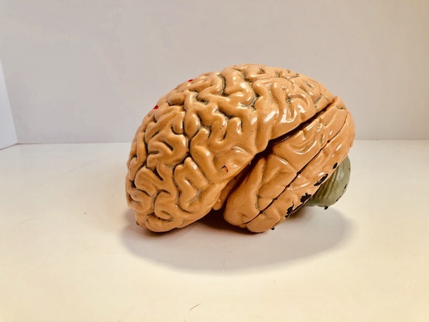 A plastic model of a brain