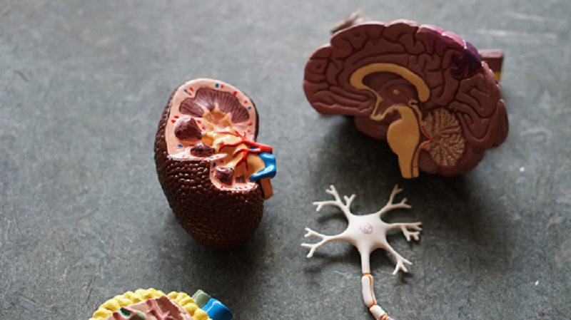 A 3D model of a kidney and a brain